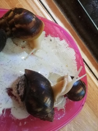 Kalk Linchen-Yuki 16.03.2021.jpg