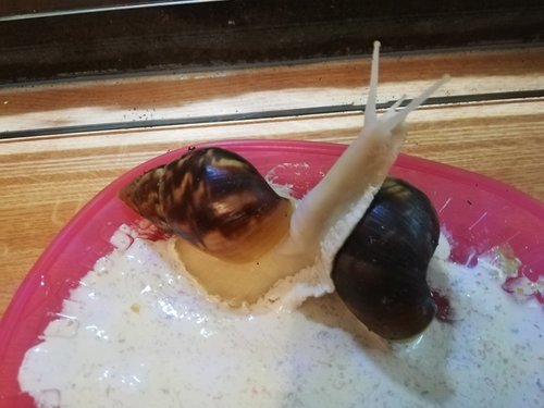 Kalkbad Linchen 16.03.2021.jpg