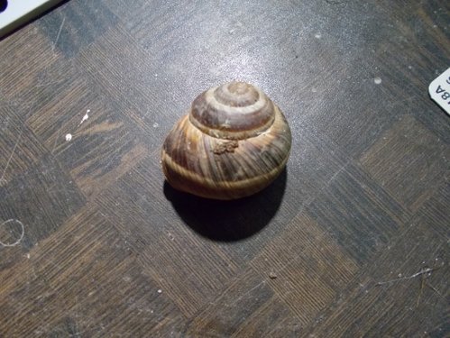 DSCN5270.JPG