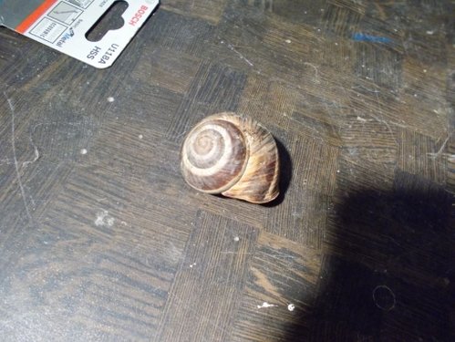 DSCN5272.JPG