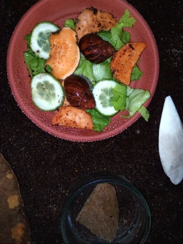 IMG_20210423_183525.png