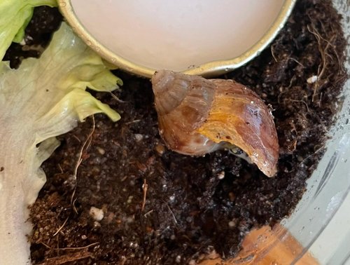 WhatsApp Image 2021-04-29 at 19.03.59.jpeg