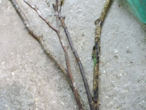 DSCN5437.JPG