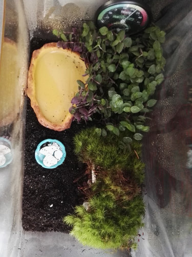 Terrarium.jpg