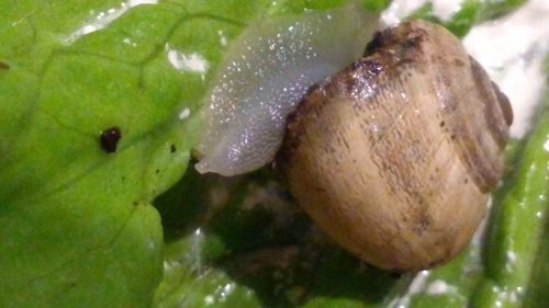 IMG_20210616_212645555[1].jpg