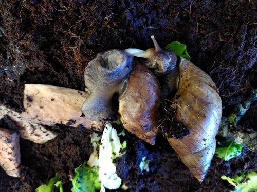 Bild Paarung Achatschnecken.jpg