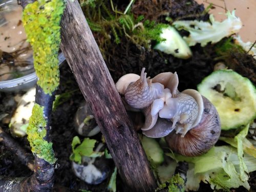 Bild Paarung Weinbergschnecken.jpg