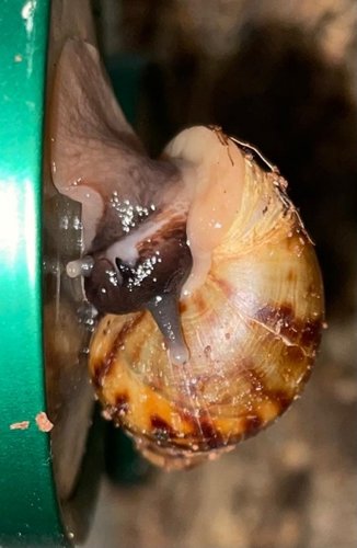 WhatsApp Image 2021-07-08 at 16.03.12.jpeg