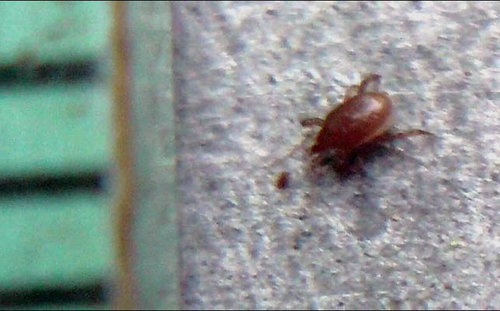 hypoaspis.jpg