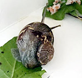 schnecke.jpg