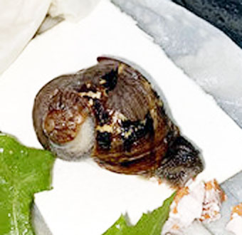 schnecke2.jpg