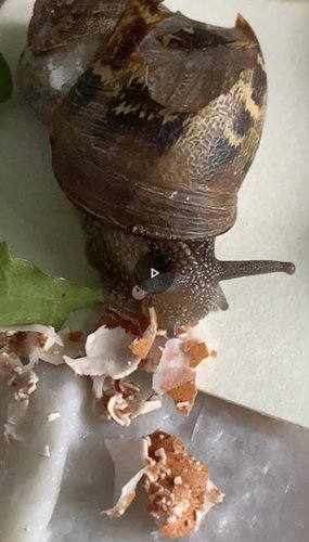 schnecke 3.jpg