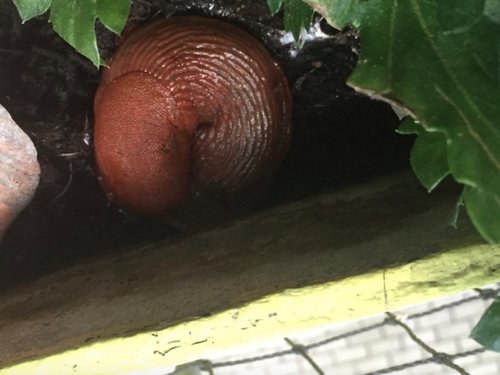 Valerie September.png