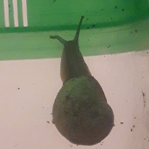 Geknicktes Auge.jpg