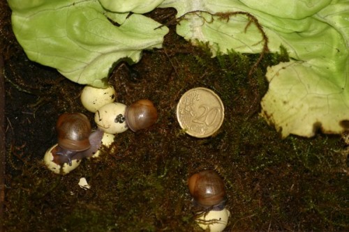 marginata1.jpg