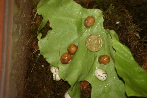 puylaerti1.jpg