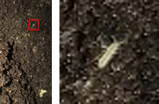erde_detail_enlarged.jpg