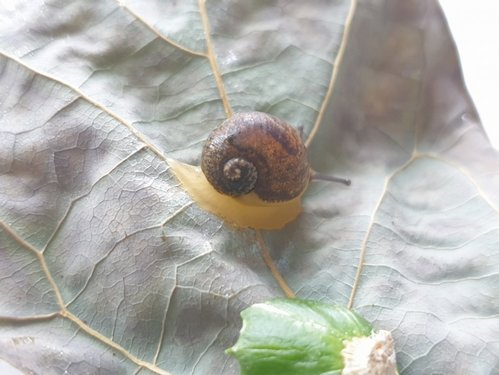 TrjNWyvA.jpg large.jpeg