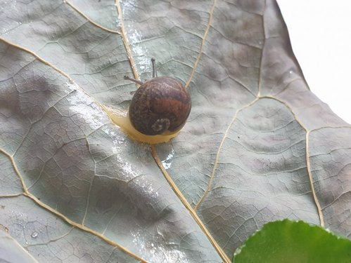 YVRxCrLN.jpg large.jpeg