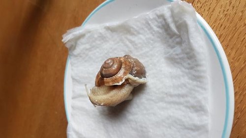 Schnecke 1.jpg