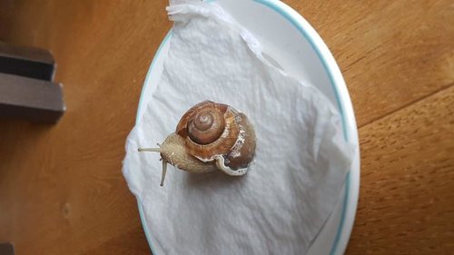 Schnecke 2.jpg