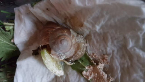 Schnecke 6.jpg