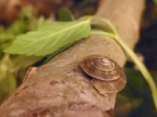 Schnecke-by-Katja-Sauer.jpg