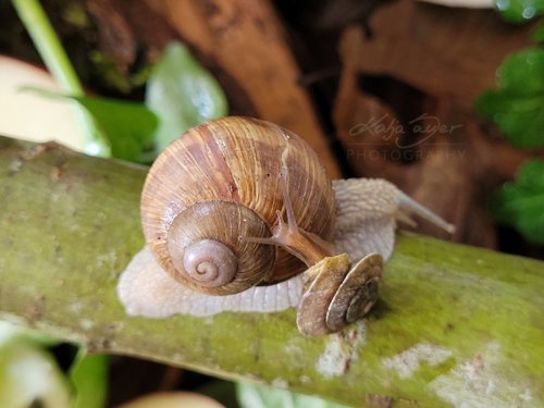 Schnecken-by-Katja-Sauer.jpg