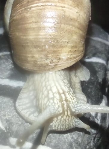 Weinbergschnecke Albino zwei.png