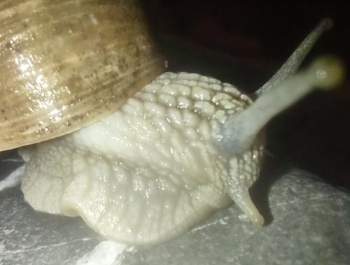 Weinbergschnecke Albino.png