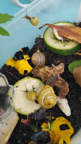 Janas Gartenschnecken.jpg