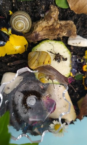 Schnecki geht baden.jpg