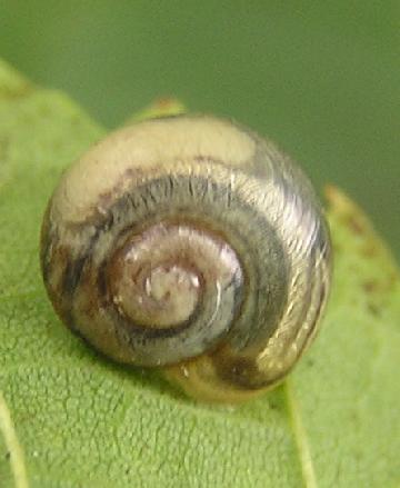 schnecke2.jpg