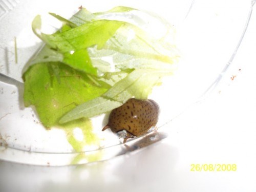 1schnecke.jpg