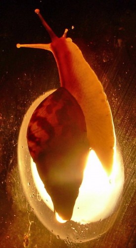 DSCN5756lichtklein.jpg
