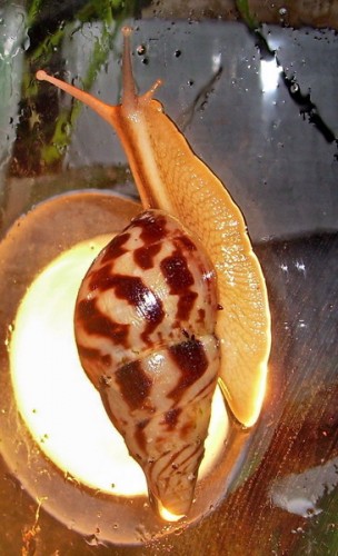 DSCN5754lichtklein.jpg