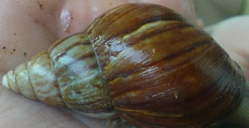 Schnecke1.JPG