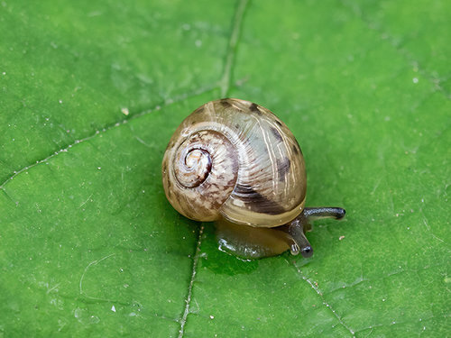 Schnecke.jpg