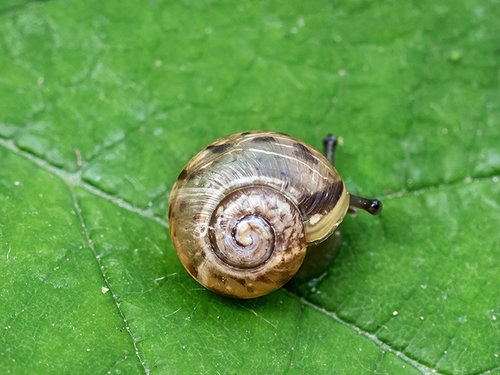 Schnecke2.jpg