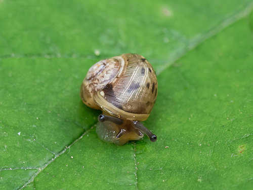 Schnecke3.jpg