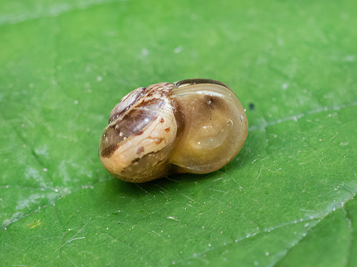 Schnecke4.jpg