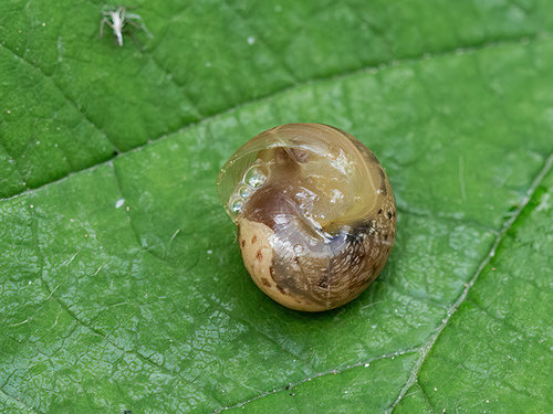 Schnecke5.jpg