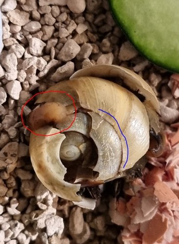 Schnecke Tag 2.PNG