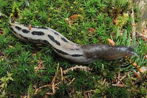 Limax cinereoniger gefleckt.jpg