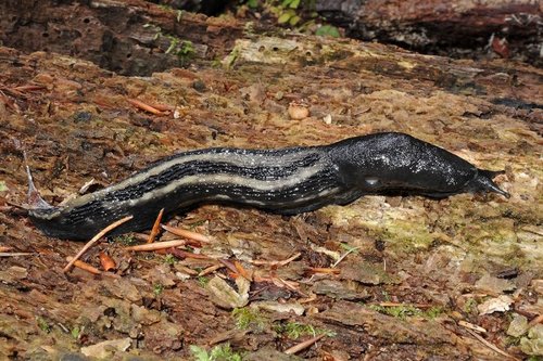 Limax cinereoniger gestreift.jpg