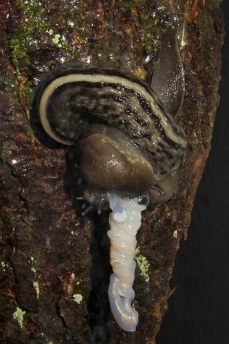 Limax cinereoniger - Paarung.jpg