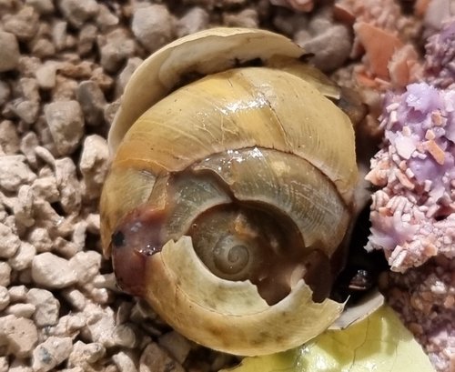 Schnecke Tag 4_.PNG