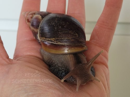 Kessis-Schneckenbande_Oskar1.jpg