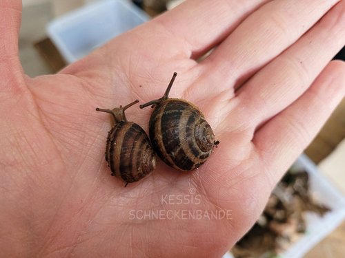 (01) Moritz und Max - Kessis Schneckenbande.jpg