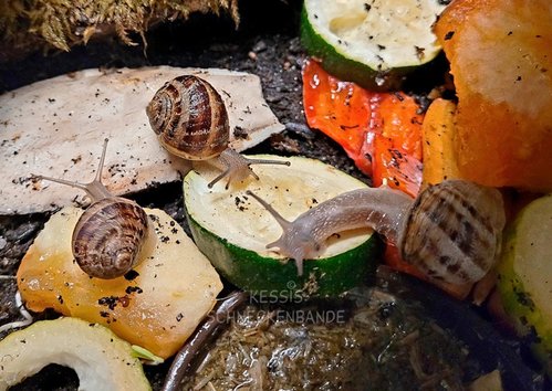 (10) Moritz - Yoshi und Max - Kessis Schneckenbande.jpg